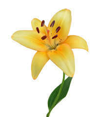 Yellow lily on a white background .