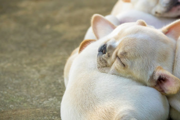 Cute little French bulldog sleeping together, close-up shot.
