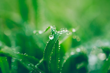 water drops on leaf for background