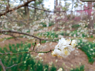Cherry and plum blossoms