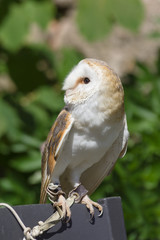 Common or Western Barn Owl latin name Tyto Alba a nocturnal bird of prey found throughout Europe and North Africa