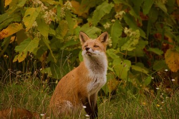 Fototapeta premium キタキツネ / RED FOX / 狐 / きつね