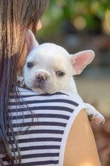 Lady carrying Cute little French bulldog on shoulder, close-up shot.