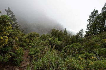 Teneriffa - Órganos-Höhenweg
