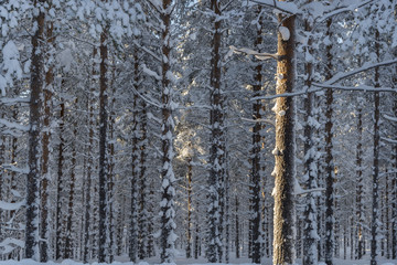 Fototapeta premium the winter in swedish Lapland