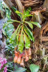 Nepenthes. Little predatory plant with elongated leaves and hanging clusters of small pitchers
