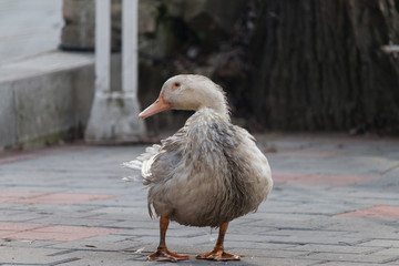 a wet duck rests on the shore