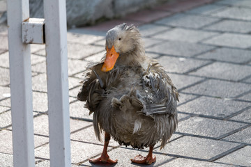 a wet duck rests on the shore