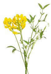 Lathyrus pratansis flower