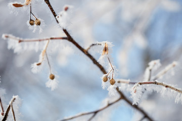 winter, snow on the branches of a tree, patterns