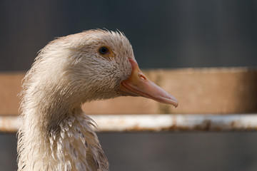a wet duck rests on the shore