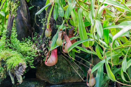 Nepenthes. Little predatory plant with elongated leaves and hanging clusters of small pitchers
