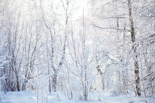 Winter forest on sun and tree in snow