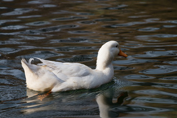 Ducks swimming in a lake