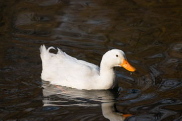 Ducks swimming in a lake