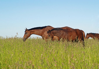 Mare with a foal go on a pasture in a high grass