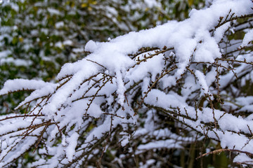 Bare tree branches laden with fresh snow fall