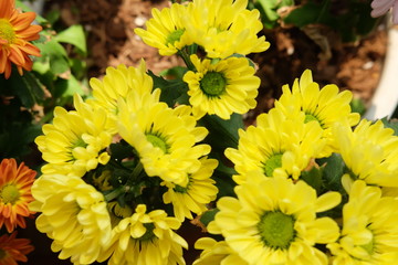 flower, yellow, nature, garden, flowers, plant, summer, orange, blossom, green, marigold, floral, bloom, spring, beauty, flora, petal, chrysanthemum, macro, bright, leaf, daisy, color, bouquet, bloomi