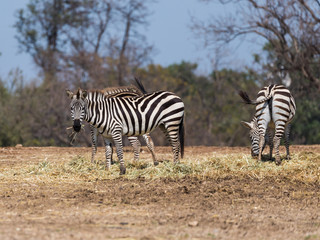 The herd  of Zebras looking for food on the ground