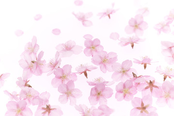 Cherry Blossoms background Spring image