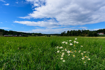 Typisch Skandinavische Landschaft im Sommer mit Margeriten im Vordergrund - 194291831