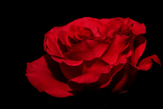 Fototapeta red rose black background