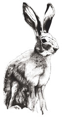 hare sitting hand drawn vintage illustration © EdeStudio