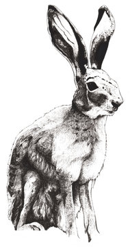 hare sitting hand drawn vintage illustration