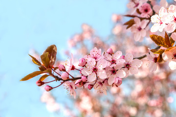 Japanische Kirschblüte bei schönem sonnigen Wetter in einem Park