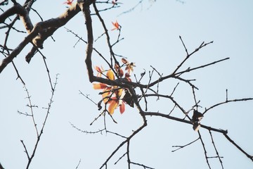 Beautiful of red leaves