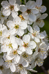 weiße Kirschblüten bei schönem sonnigen Wetter
