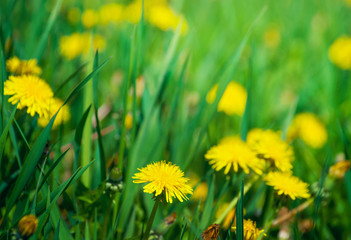 Fototapeta na wymiar Dandelions in the meadow.
