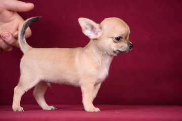 Puppy milk color on red background.