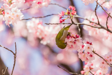 The Japanese White-eye.The background is cherry blossoms(Japanese name is Kanzakura). Located in Tokyo Prefecture Japan.