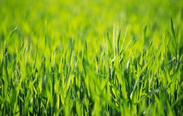 Green grass texture from a field