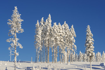 the winter in swedish Lapland