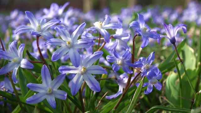 Gew&ouml;hnliche Sternhyazinthe (Chionodoxa luciliae) im Fr&uuml;hling auf einer Wiese