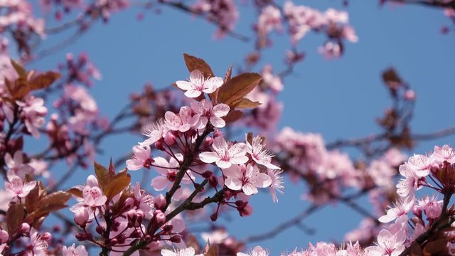 Japanische Kirschbl&uuml;te bei sch&ouml;nem sonnigen Wetter in einem Park