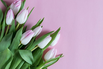 Creative layout of tulips on pink background. Flat lay.