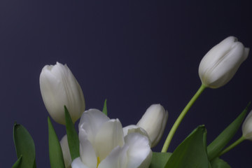 Bright White Tulips