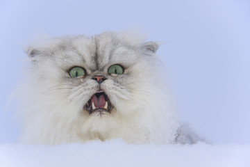 Fluffy white cat in the snow close-up