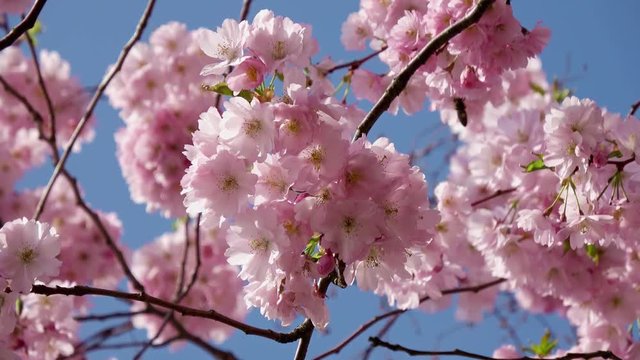 Japanische Kirschbl&uuml;te bei sch&ouml;nem sonnigen Wetter in einem Park