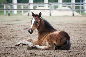 Naklejka na ściany i meble A pretty horse foal lying and look back in a summer paddock