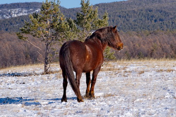 Russia. Eastern Siberia. TRANS-Baikal horse breed has a high endurance and adaptation to harsh cold...