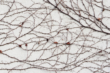 Plant on a concrete wall