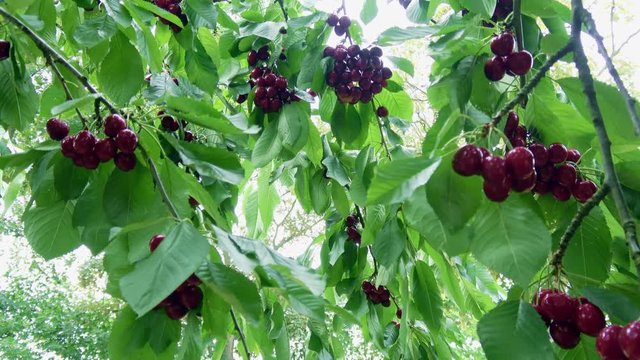 viele rote reife S&uuml;&szlig;kirschen an einem Baum