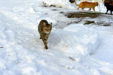 Gray and red cat in the snow on the street near the fence.
