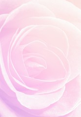 Close up macro of a rose