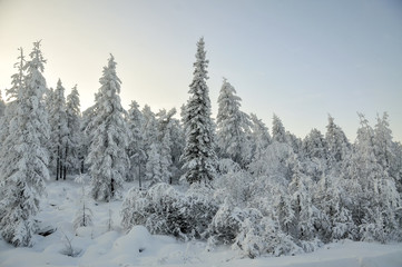 Fototapeta premium Panorama of the foggy winter landscape in the mountains