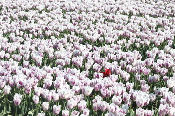 weiße Tulpen Blumenfeld - Außenseite - eine rote unter weißen